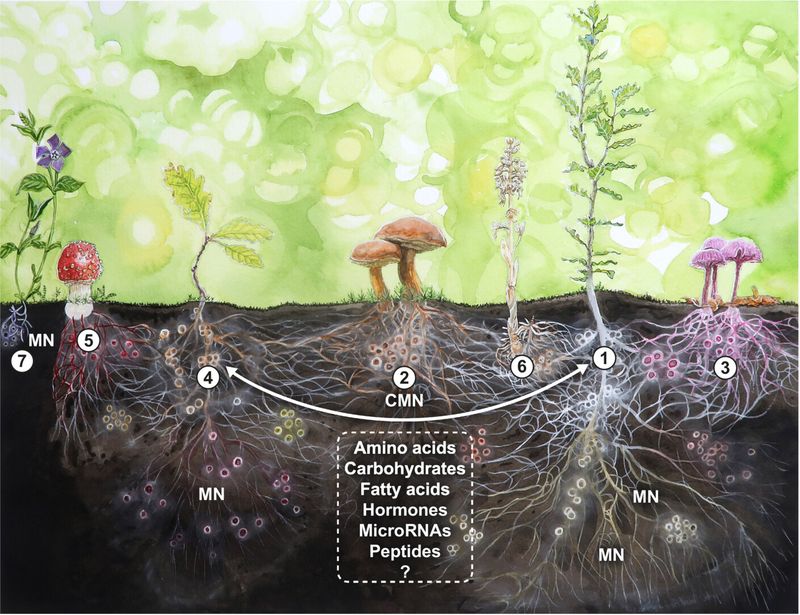Mycorrhizal Networks