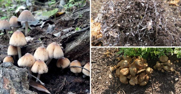 The Secret Role of Fungi in a Healthy Garden