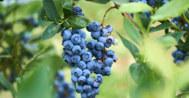 The Secret to Bigger, Sweeter Blueberries? It’s All in the Watering