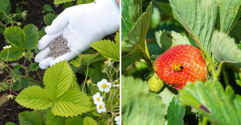 The Secret to Juicy Homegrown Strawberries