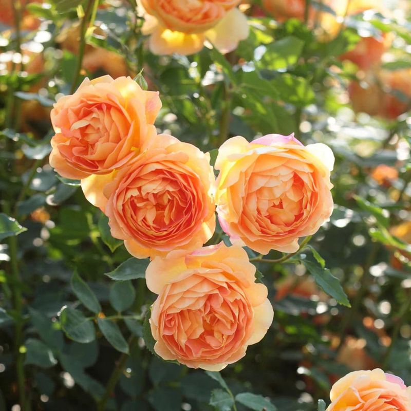 The Enchanting David Austin Rose