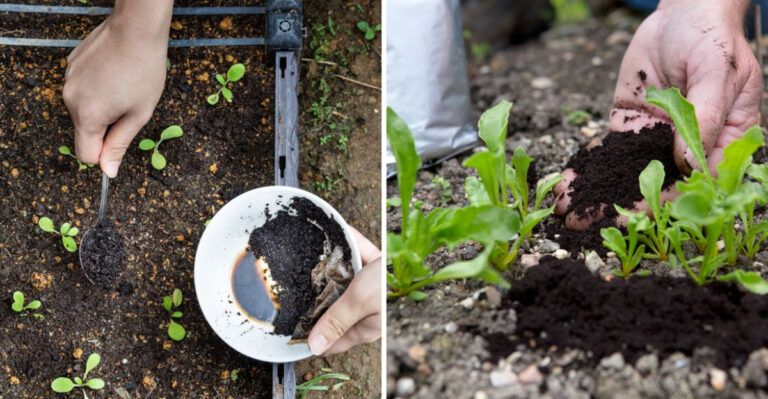 The Truth About Using Coffee Grounds in Your Garden