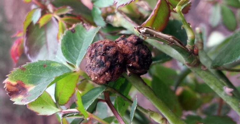 The Ultimate Guide to Plant Diseases: Every Gardener’s Must-Know List