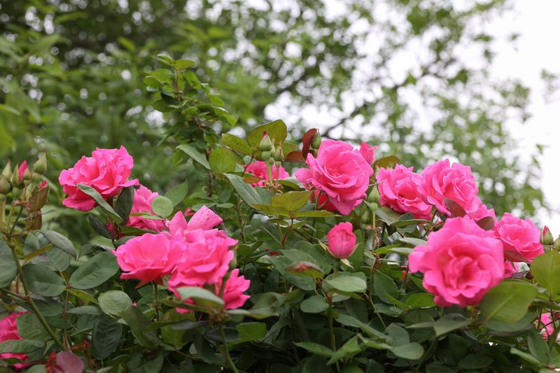 The Romantic Bourbon Rose