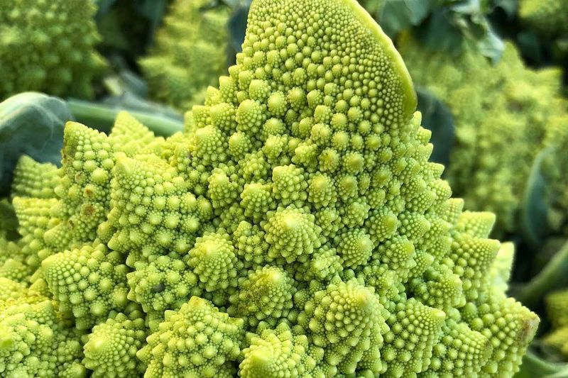 Romanesco Broccoli