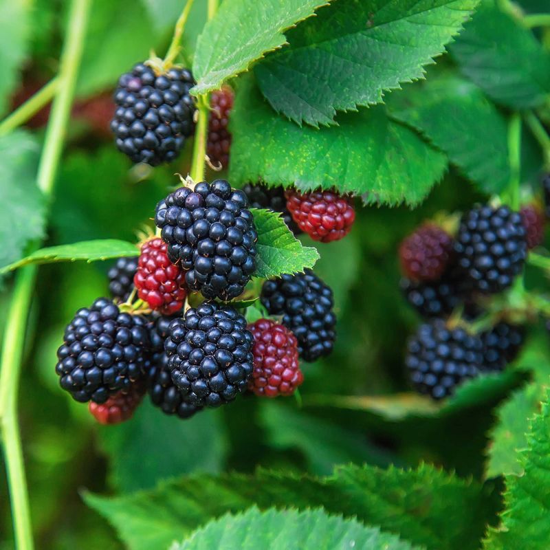 Blackberry (Rubus fruticosus)