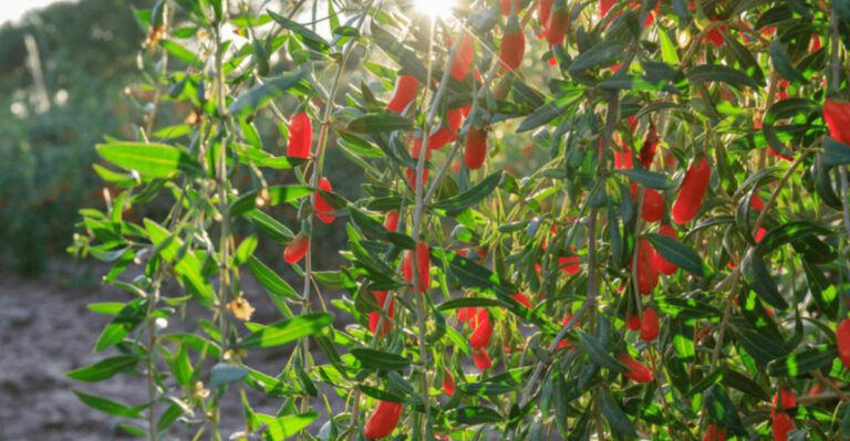 These 10 Berry Vines Will Make Your Garden So Beautiful—and So Delicious—you’ll Never Want to Leave
