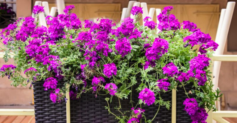 These 10 Trailing Plants Will Instantly Make Your Containers Look Like a Million Bucks!