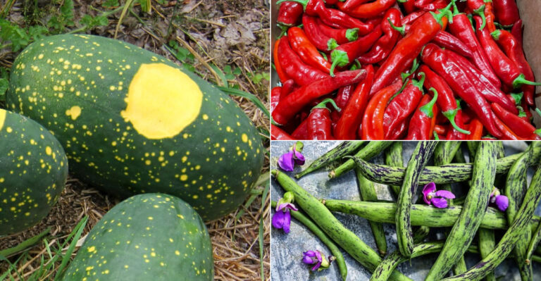 These 18 Heritage Crops Your Grandparents Grew Are More Flavorful Than Anything in Supermarkets
