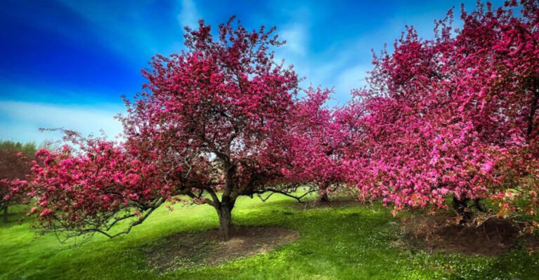 These 20 Flowering Trees Will Turn Your Garden Into a Showstopper Year After Year