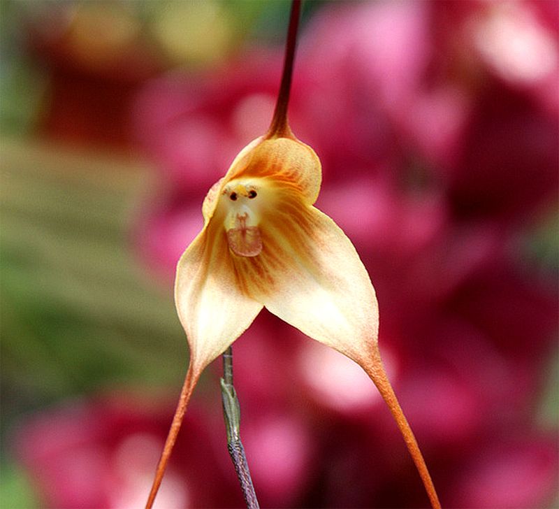 Monkey Face Orchid