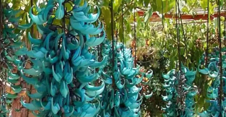These 28 Weird Flowers Are So Stunning, You’ll Want Them All in Your Garden