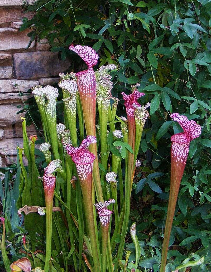 Pitcher Plant (Sarracenia spp.)