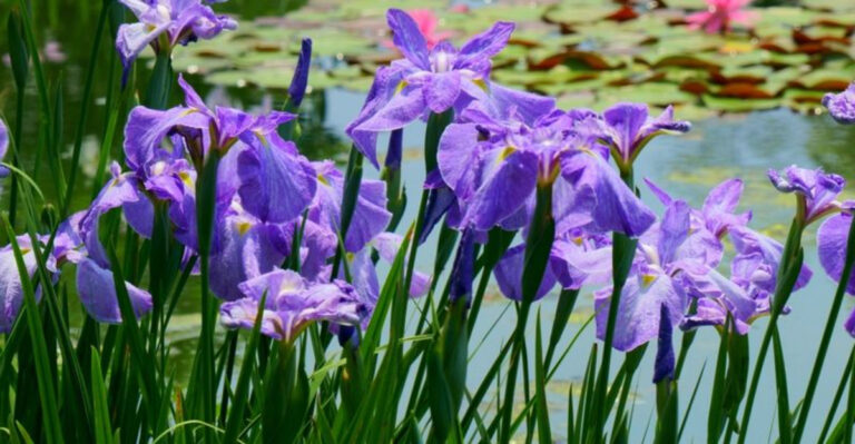 Think Your Garden’s Too Wet? These 10 Bog Plants Will Prove You’re in the Perfect Spot!