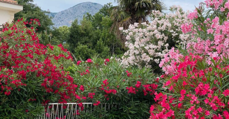 This Gorgeous Plant Can Kill You: 9 Wild Reasons Gardeners Still Love Oleander!