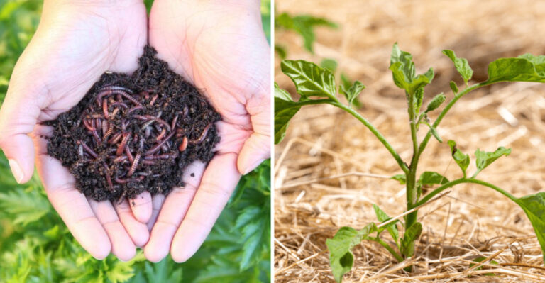 This Simple Trick Makes Tomato Plants Grow Twice as Fast