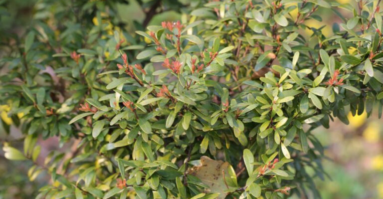 This Underrated Plant Has 10 Secrets Every Gardener Should Know