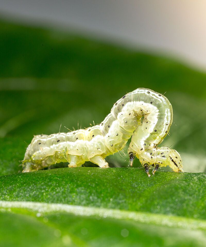 Caterpillars (Loopers and Armyworms)