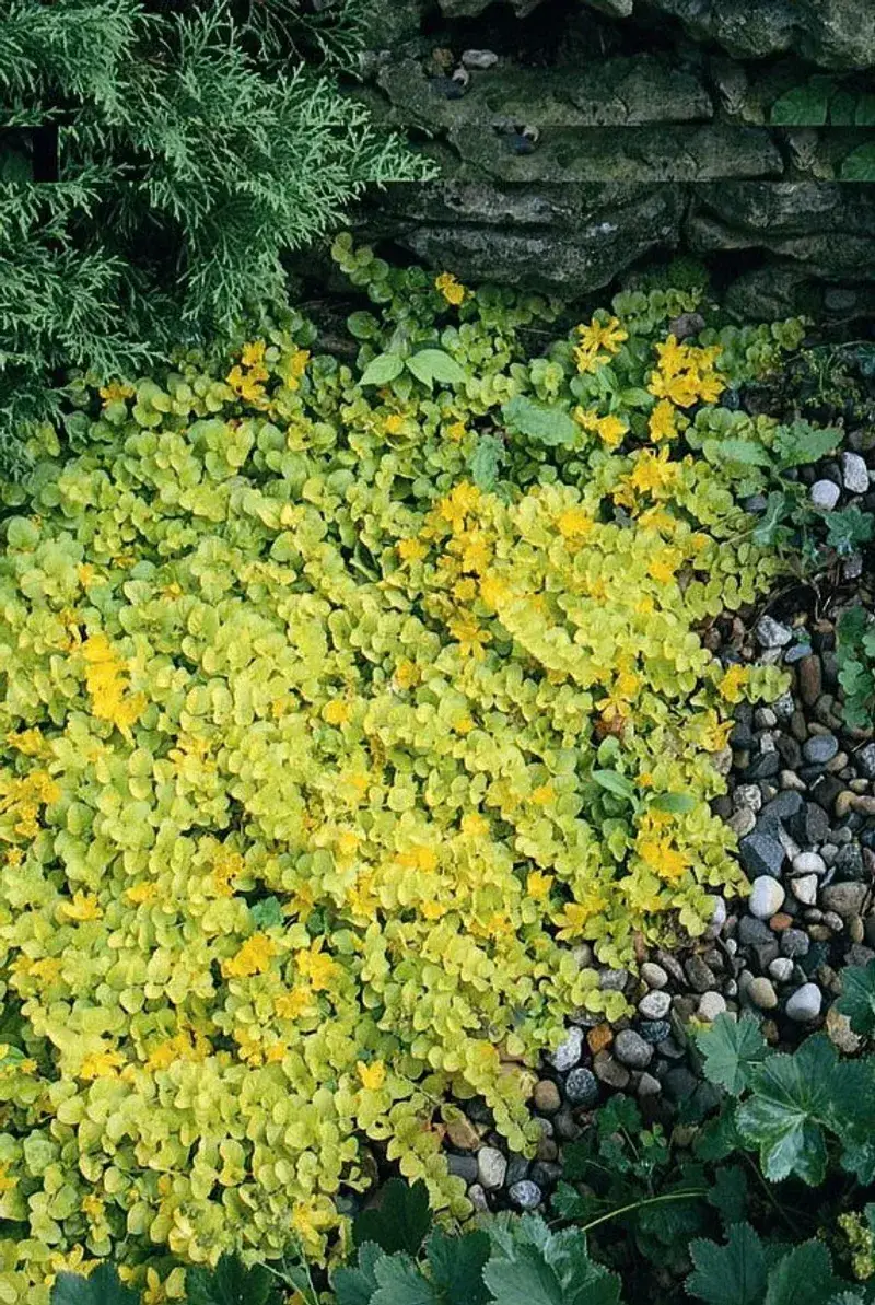 Creeping Jenny