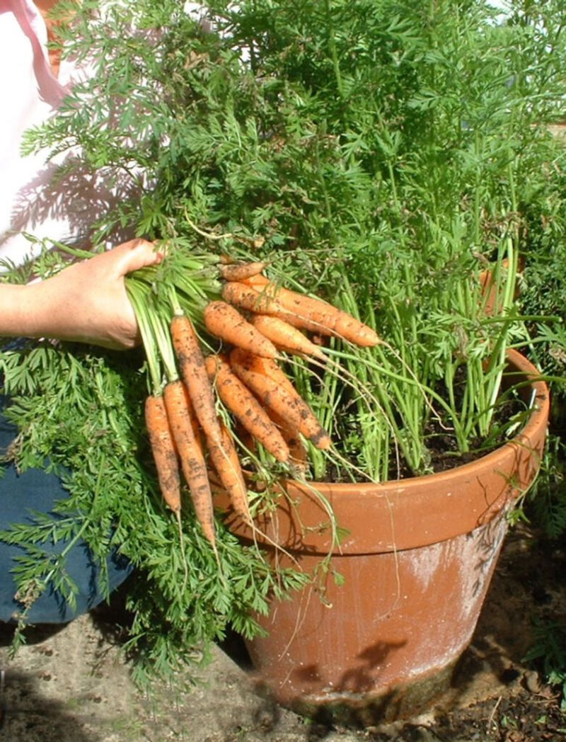Carrots