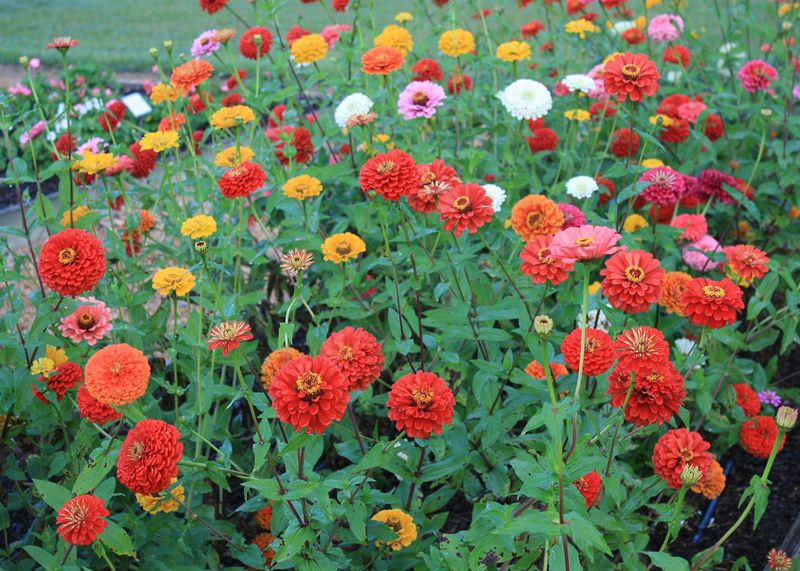 Zinnia (Zinnia elegans)