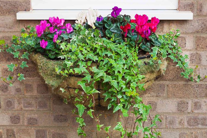 Ivy (English or Algerian)