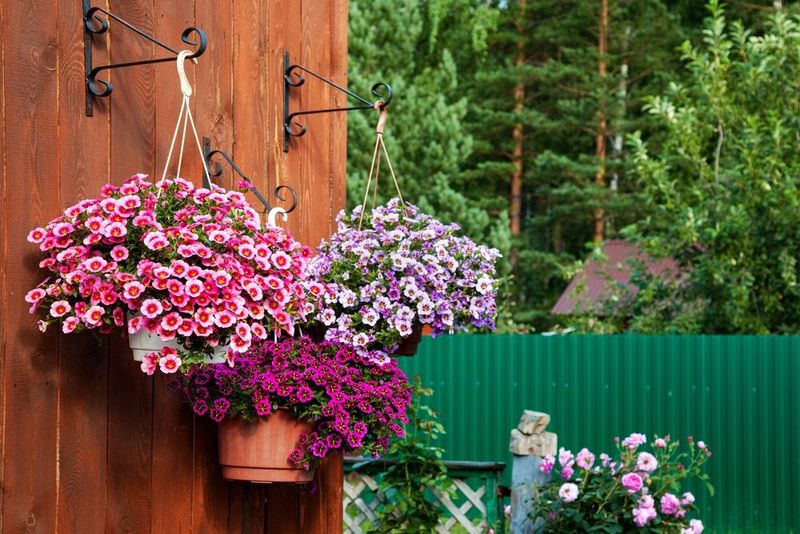 Hanging Baskets