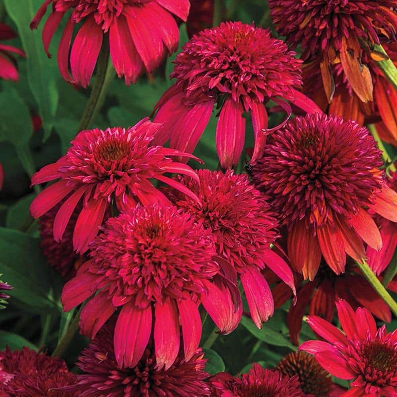 Double Scoop Cranberry Coneflower