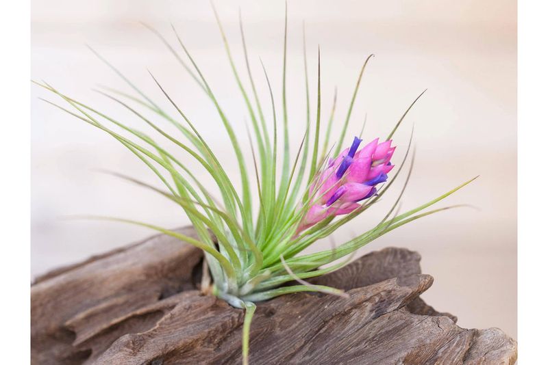 Tillandsia stricta
