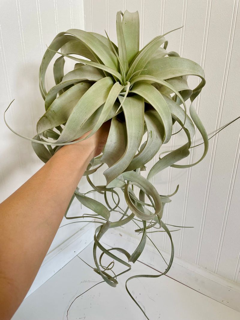 Tillandsia xerographica