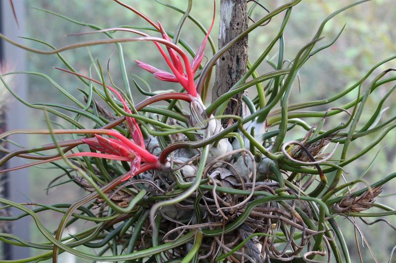 Tillandsia bulbosa