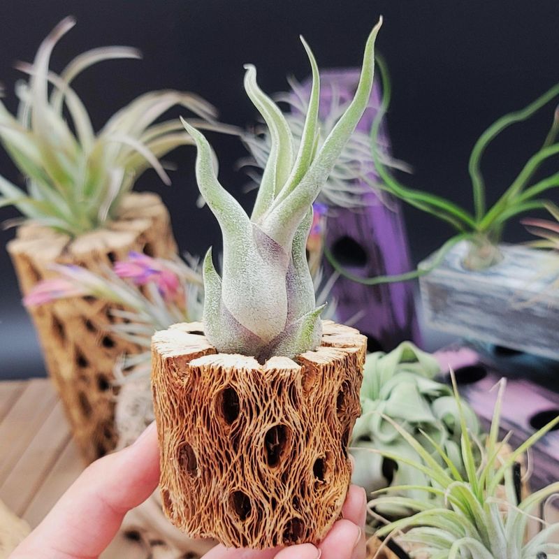 Tillandsia caput-medusae