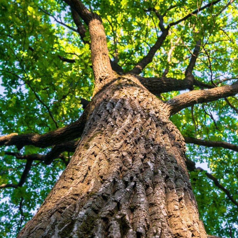 Historical Significance