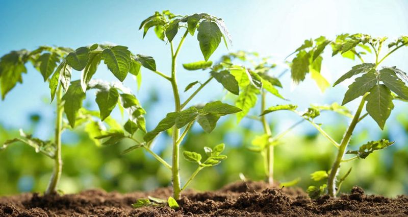 The Payoff: Healthier, Happier Plants