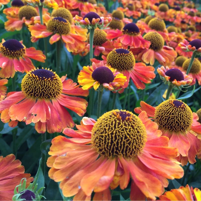 Helenium 'Mardi Gras'