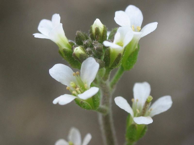 Arabidopsis (Genetically Modified)