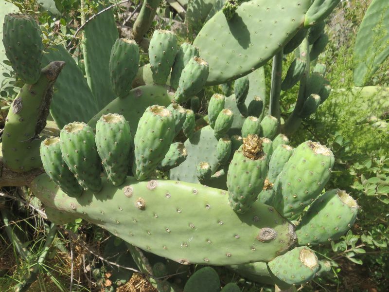 Nopal Cactus
