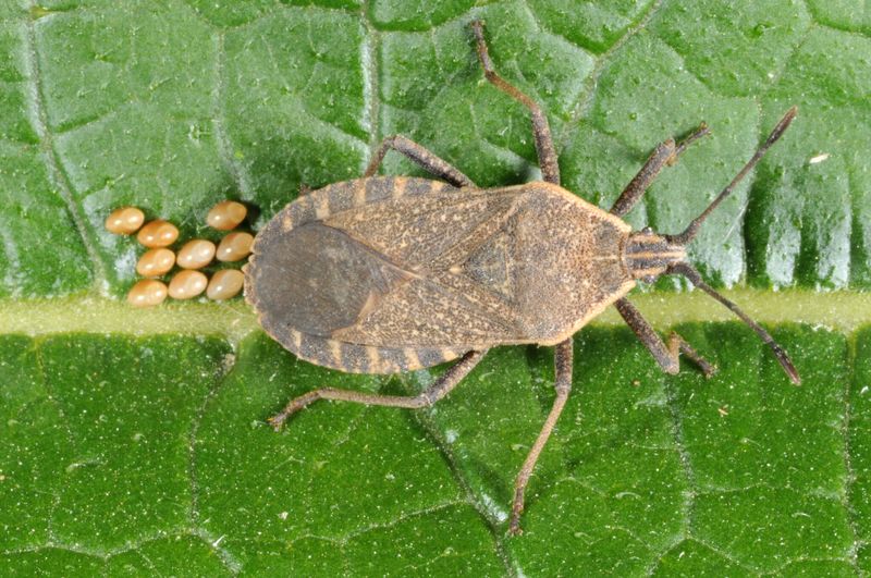 Squash Bugs