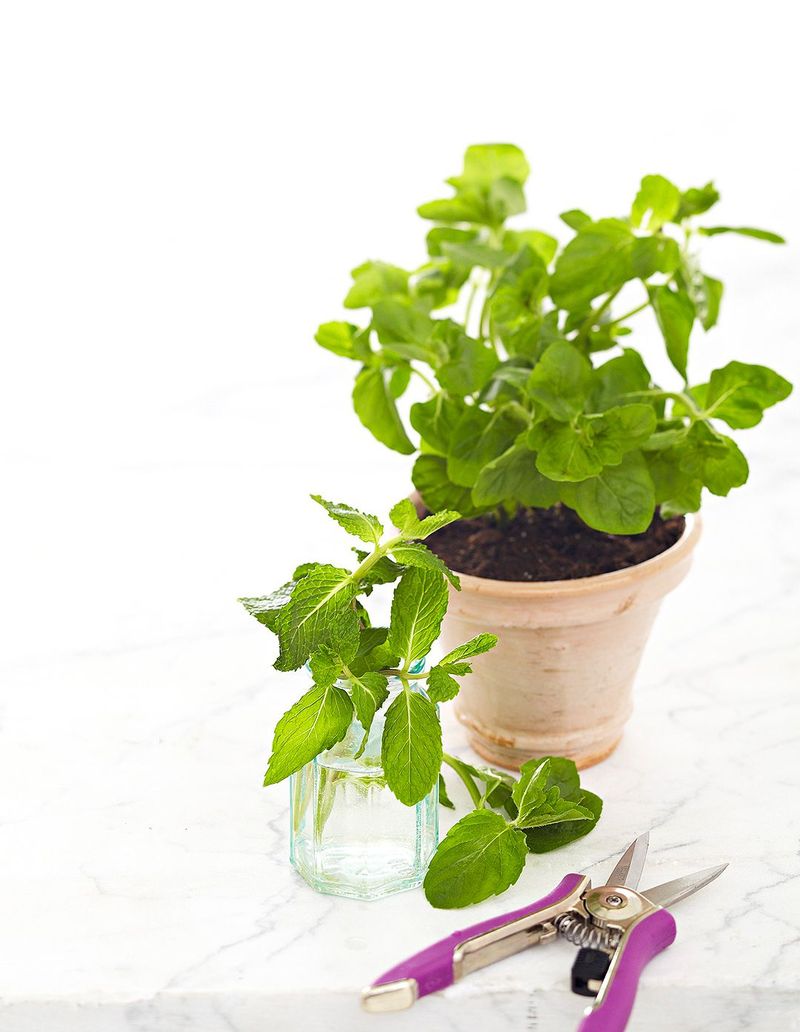 Regrowing Peppermint from Cuttings