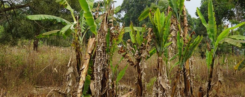 Banana Bunchy Top Virus