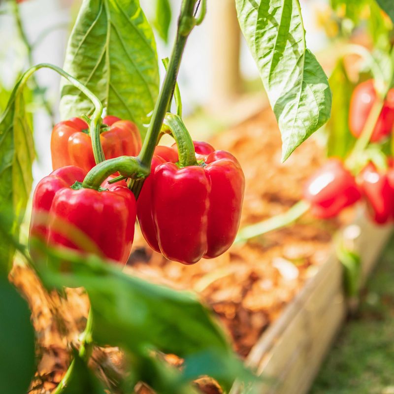 Peppers (Bell, Hot, and Sweet)