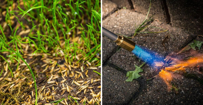 Too many dandelions in your yard? Here are ways to get rid of them