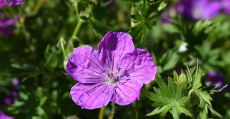 Top 10 Native Plants That Support Local Wildlife and Require Less Water