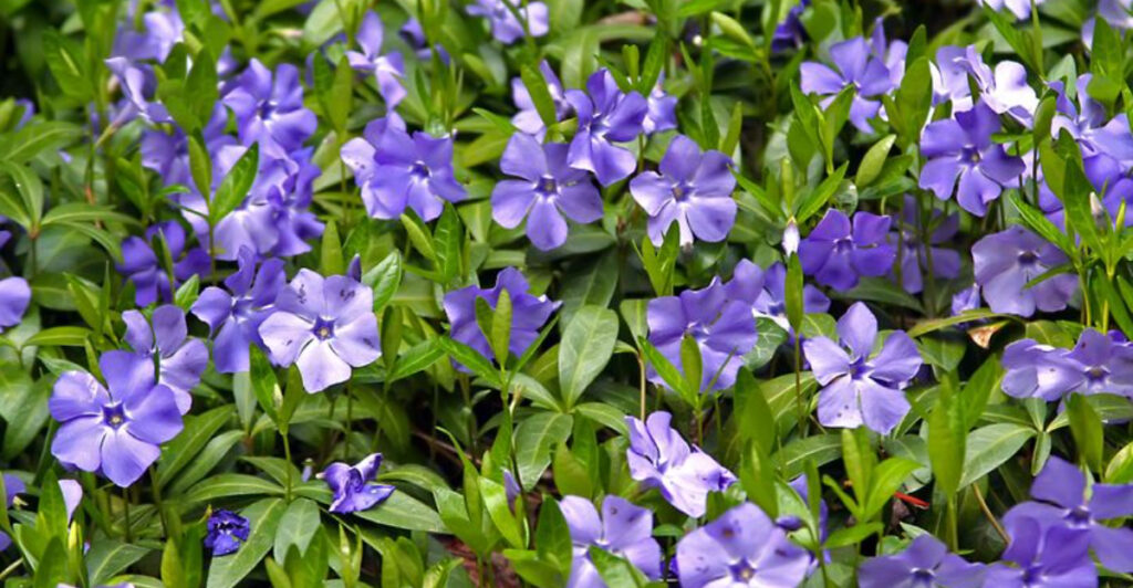 Top Plants for Slopes and Banks: Beautify and Stabilize Your Garden