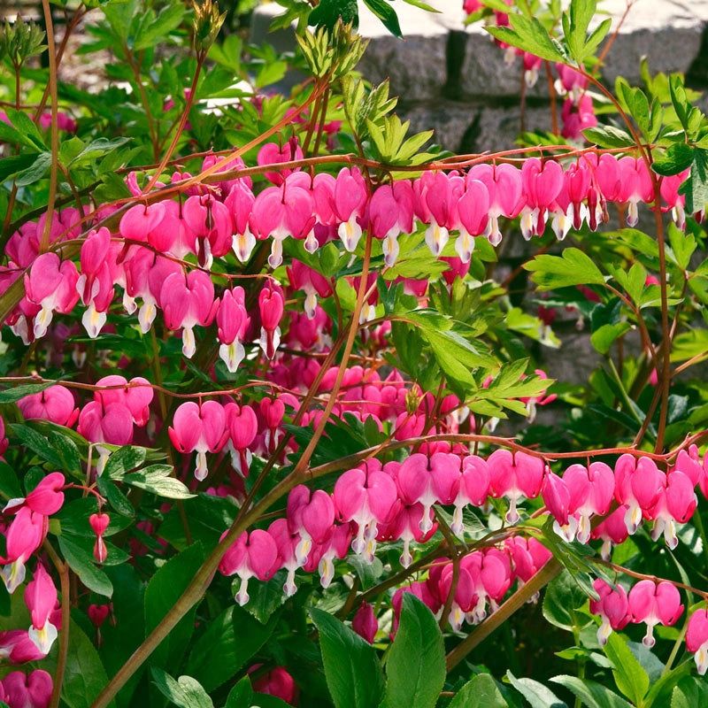 Delicate Bleeding Hearts