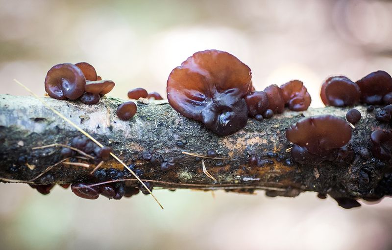 Microclimate Moderators