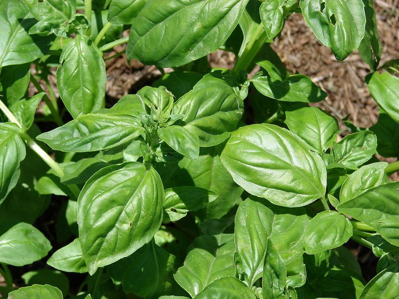 Basil (Ocimum basilicum)