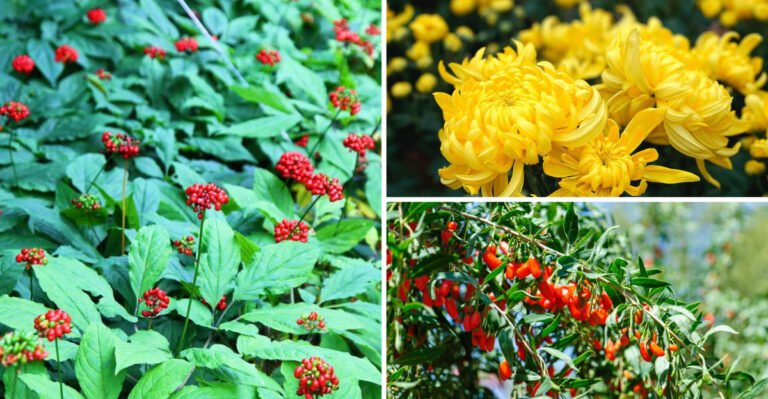 Traditional Chinese Herb Gardens: 19 Healing Plants to Grow