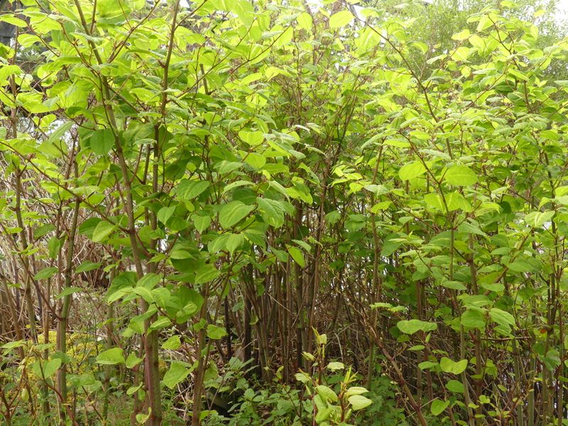 Japanese Knotweed (Fallopia japonica)