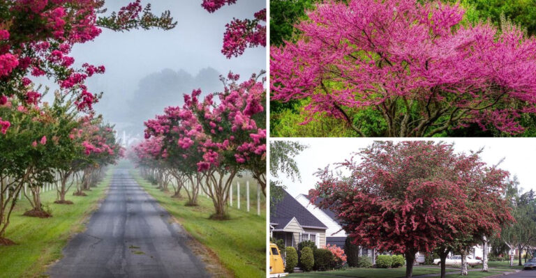 Trees That Won’t Crack Your Driveway